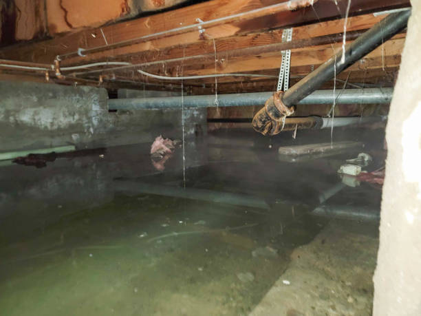Best Commercial water damage restoration  in Naco, AZ